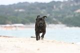 CANE CORSO 587